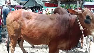 ৯০ হাজার টাকা গরুর | বিশাল বড় গরুর হাট | Village cow Market Bangladesh