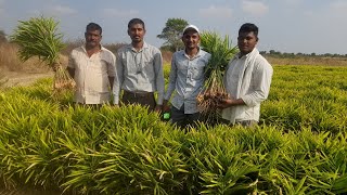 आले/आद्रक प्लॉट १००%जैविक पद्धतीने नियोजन लयभारी - शेतकऱ्याचा अनुभव नक्की ऐका,बघा...