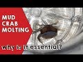 MUD CRAB  Aquaculture Molting and Growth | Life Cycle of a crab