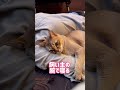 飼い主の腕で寝るレイちゃん シンガプーラ cat shorts