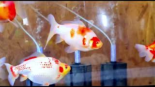 【goldfish】更紗和金 玉サバ！😉 120センチ水槽 #goldfish #更紗和金 #和金 #金魚