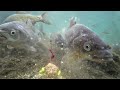 【underwater fishing】枝豆で魚は釣れるか試してみた fishing with edamame