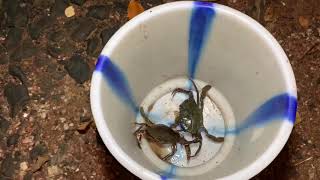 खेकडा पकडण्याची कोकणातील पारंपरिक पद्धत ।    Traditional method of crab catching in kokan