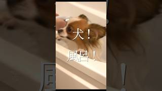 犬のシャンプーの壮絶さと愛おしさを1分に詰め込みました  #shorts #dog #パピヨン #papillon #いぬ