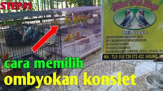 STEP #1//\nlangkah memilih lovebird ombyokan yg berkualitas lapangan