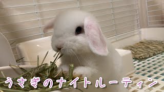 うさぎのナイトルーティン