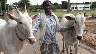 Farmer Hanumantharayappa has passion for native cows