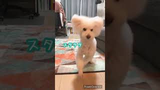 【ストーカー犬】人間が好きすぎて後追いが止まらない7歳トイプー #shorts #dog #dogs  #犬 #トイプードル #犬のいる暮らし #犬のいる生活 #犬動画 #ピー助目録 声：音読さん