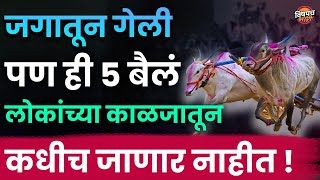 म्हणून या ५ शर्यतीच्या बैलांची लोकं आजपण आठवण काढतात | २००० चा काळ गाजवलेली टॉप ५ बैलं