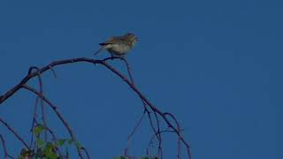 Common Chiffchaff (Phylloscopus collybita) - Siljan, 07 Jun 2018