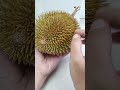 TIPS MEMILIH DURIAN | TIPS MEMILIH DUREN #durian #duren #durenlokal