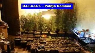 Perchezitii DIICOT Constanta, Tulcea - Marijuana