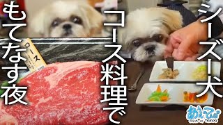 シーズー犬てんぽさんをもてなすコース料理LIVE【金曜20時定時ライブ】 2024.12/20