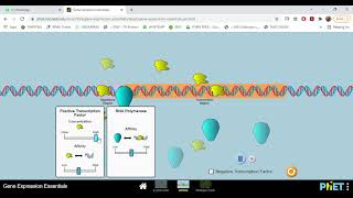 ‪Gene Expression Essentials‬- VirLab Phet