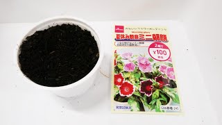 【ダイソー種】ミニアサガオ（朝顔）の発芽を観察する。