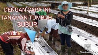 CARA TANAM CABE BESAR