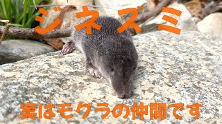 ジネズミ ー 実はモグラの仲間です