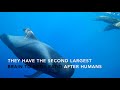 short finned pilot whale mini documentary