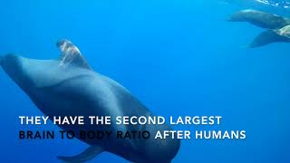 Short-finned Pilot Whale Mini Documentary