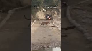 Bijrani Zone Tiger Sighting