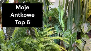 WIELKIE 💚PIĘKNE💚 ZACHWYCAJĄCE -MOJE UKOCHANE ANTHURIUM