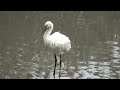 ヘラサギ（トキ科）platalea leucorodia 2024年12月　沖縄本島