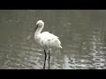 ヘラサギ（トキ科）platalea leucorodia 2024年12月　沖縄本島