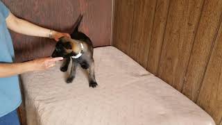 Ada/Barron Belgian Malinois White Male Puppy Hand Feeding, Born 2/25/2021