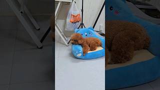 Chestnut Argues with Dad About Punishment | Mrs. Chestnut's Confession #poodle