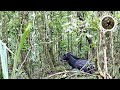 The rainforest is the sheer diversity of animal species that call it home.| Ep2