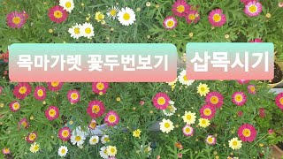 목마가렛 두번꽃보기 와 삽목시기