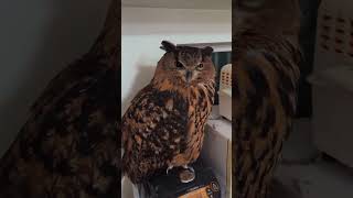 今日のジュニちゃん🦉素直です #animals #癒し