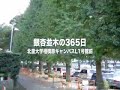 旧l1号館前いちょう並木の365日 北里大学相模原キャンパス