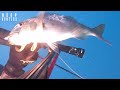 deep hunters 3shots 002 spearfishing in tunisia brown meagr mottled grouper dentex