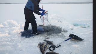 Talviverkoilla Pielisellä 2.12.23   Ensimmäinen kurkistus