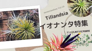 2021年12月29日　育成中のTillandsia イオナンタ特集 VOL.19　　Tillandsia Ionantha Special Feature VOL.19