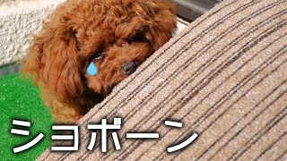 怒られてショボーンとイジける子犬がこちら【トイプードル】