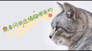 同事问我这橘猫哪来的