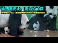 10月31日 妹猪高清黑历史，喝妈妈的尿尿，舔地板舔了很久#panda #广州长隆大熊猫