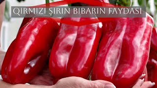 Bilirsiniz Qırmızı şirin bibərin insan  ||  üçün faydalarını