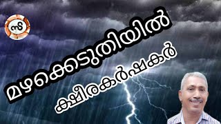 ക്ഷീര കർഷകരുടെ മഴക്കാല പ്രശ്നങ്ങൾ | dairy farmers in rainy times | വീഡിയോ 53