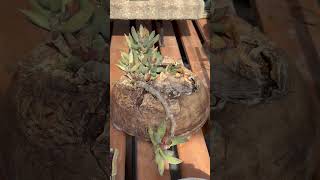 Trailing and slow growing Adromischus rupicola