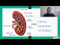 किडनी और उसके कार्य मूत्र प्रणाली kidney and its functions urinary system