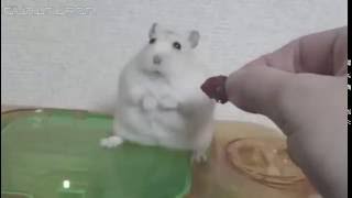 Hamster War Flashback