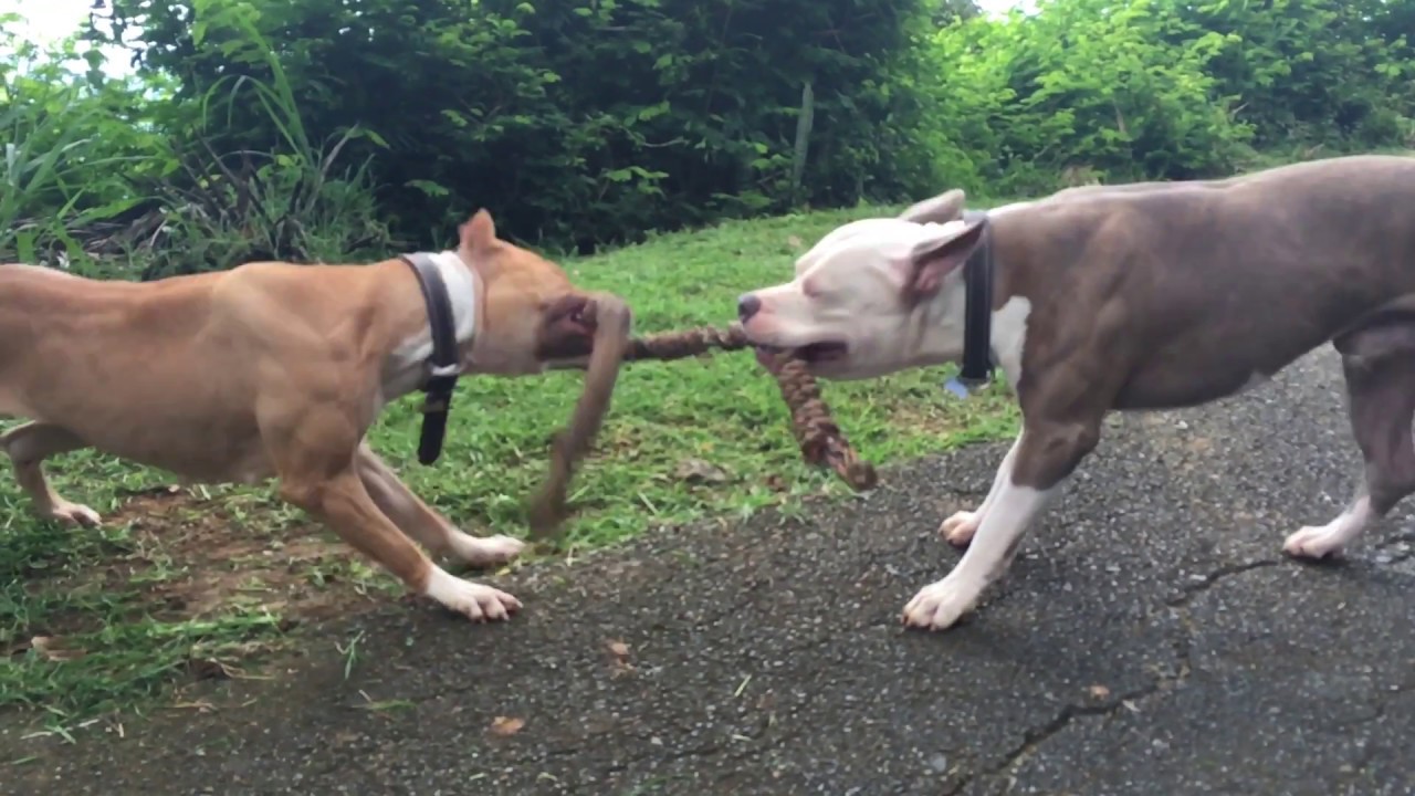 American Bully Vs Pitbull Fight | Eumolpo Wallpapers