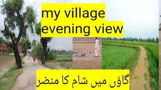 Rajanpur Village Life || My Village View Is Most Beautiful In The World || #myvillage