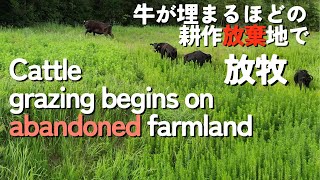 Cattle grazing begins on abandoned farmland  耕作放棄地から始まる牛の放牧