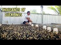 NEW DUCKLINGS WITH NEW BROODING BUILDING AMAZING