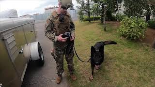 374th Security Forces Squadron's MWD K-9 unit - Broll