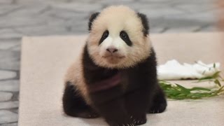 【赤ちゃんパンダ】🐼結浜よちよち♪とことこ♪【生後109日目】 　Giant panda baby -Yuihin-❤